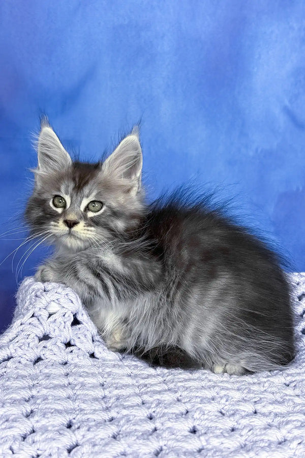 Pixel | maine coon kitten