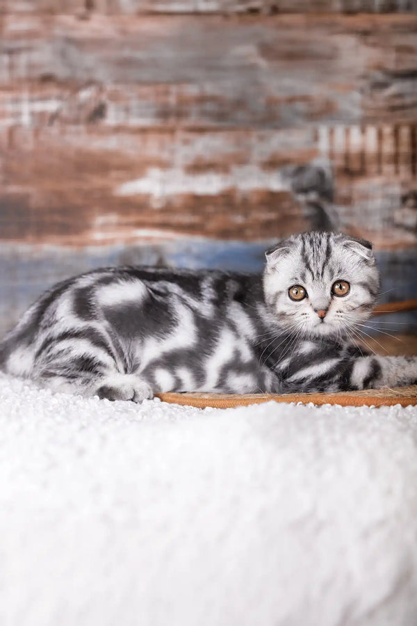Pixel | scottish fold kitten