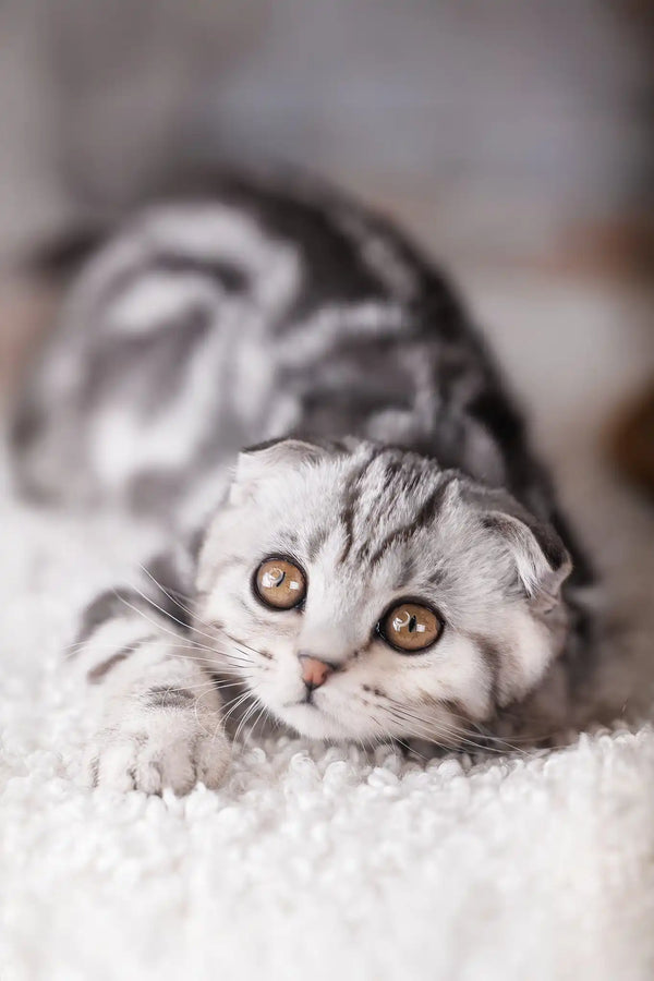 Pixel | scottish fold kitten