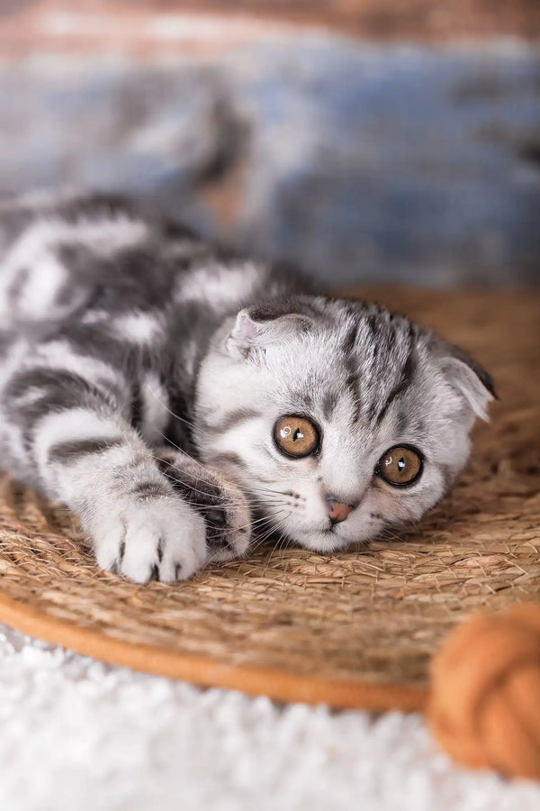 Pixel | scottish fold kitten