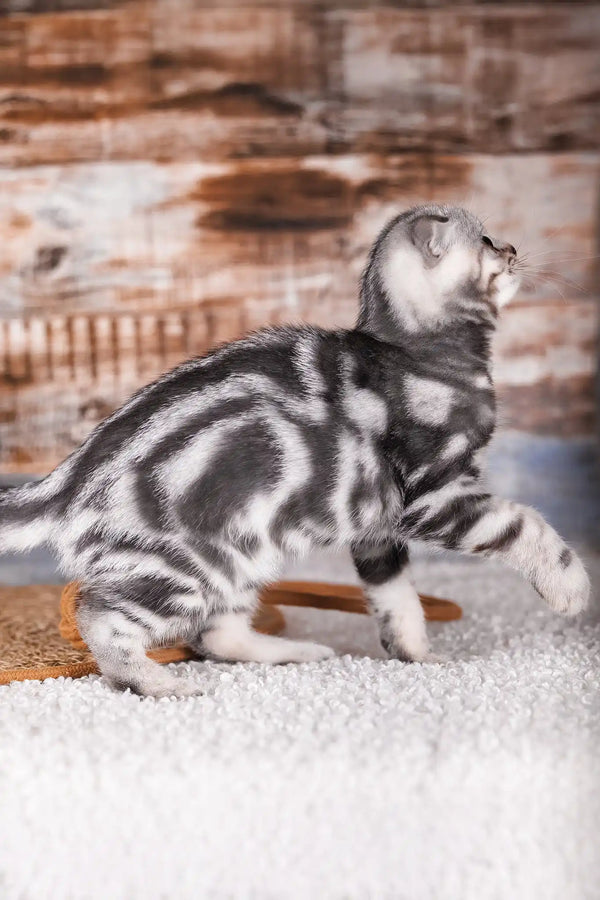 Pixel | scottish fold kitten