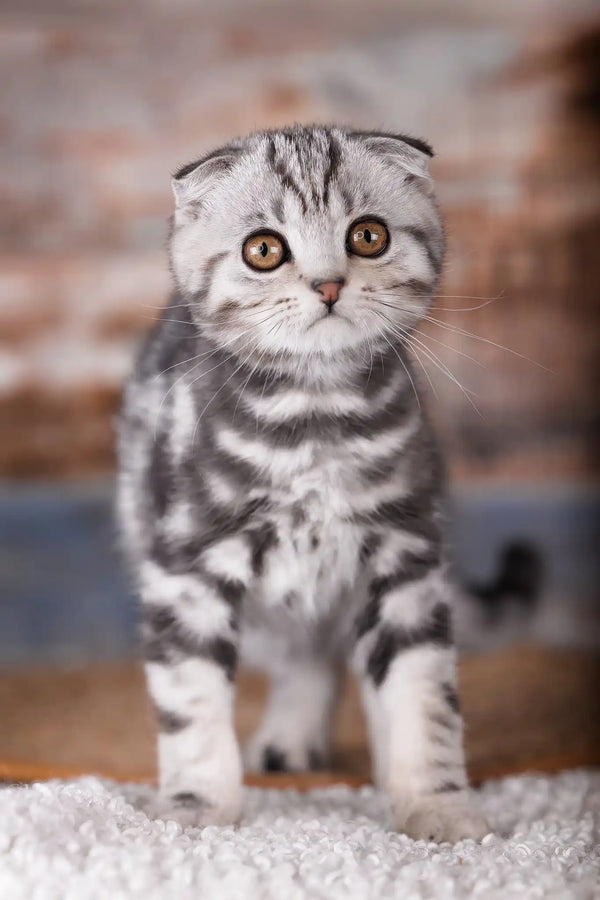 Pixel | scottish fold kitten
