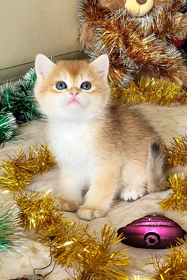 Platon | british shorthair kitten