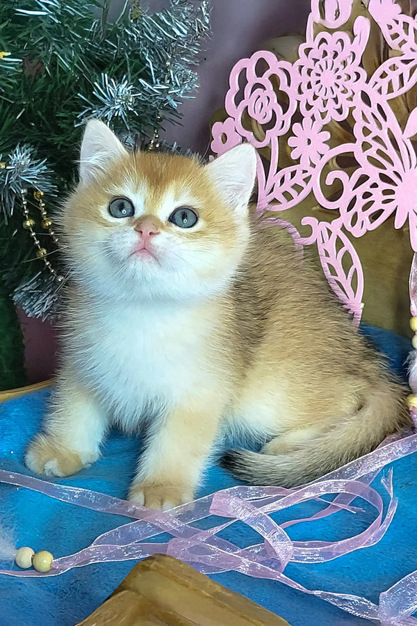 Platon | british shorthair kitten