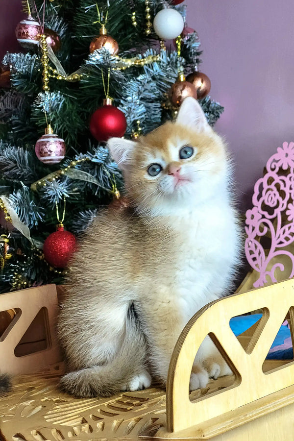 Platon | british shorthair kitten