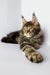 Maine Coon cat with long brown tabby fur lounging with one paw extended, Platon Kitten