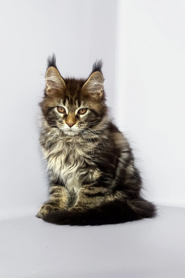 Majestic Maine Coon cat with fluffy fur and cute ear tufts from Platon Maine Coon Kitten