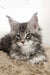 Fluffy Maine Coon kitten with gray and white fur and alert green eyes for Platosha