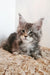 Fluffy gray Maine Coon kitten with cute ear tufts in Platosha product display