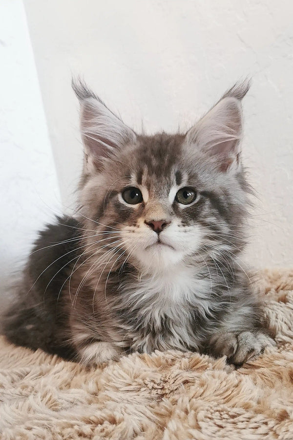 Maine Coon kitten with fluffy fur and cute ear tufts showcasing the Platosha brand