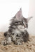 Fluffy gray Maine Coon kitten with cute ear tufts in Platosha product display