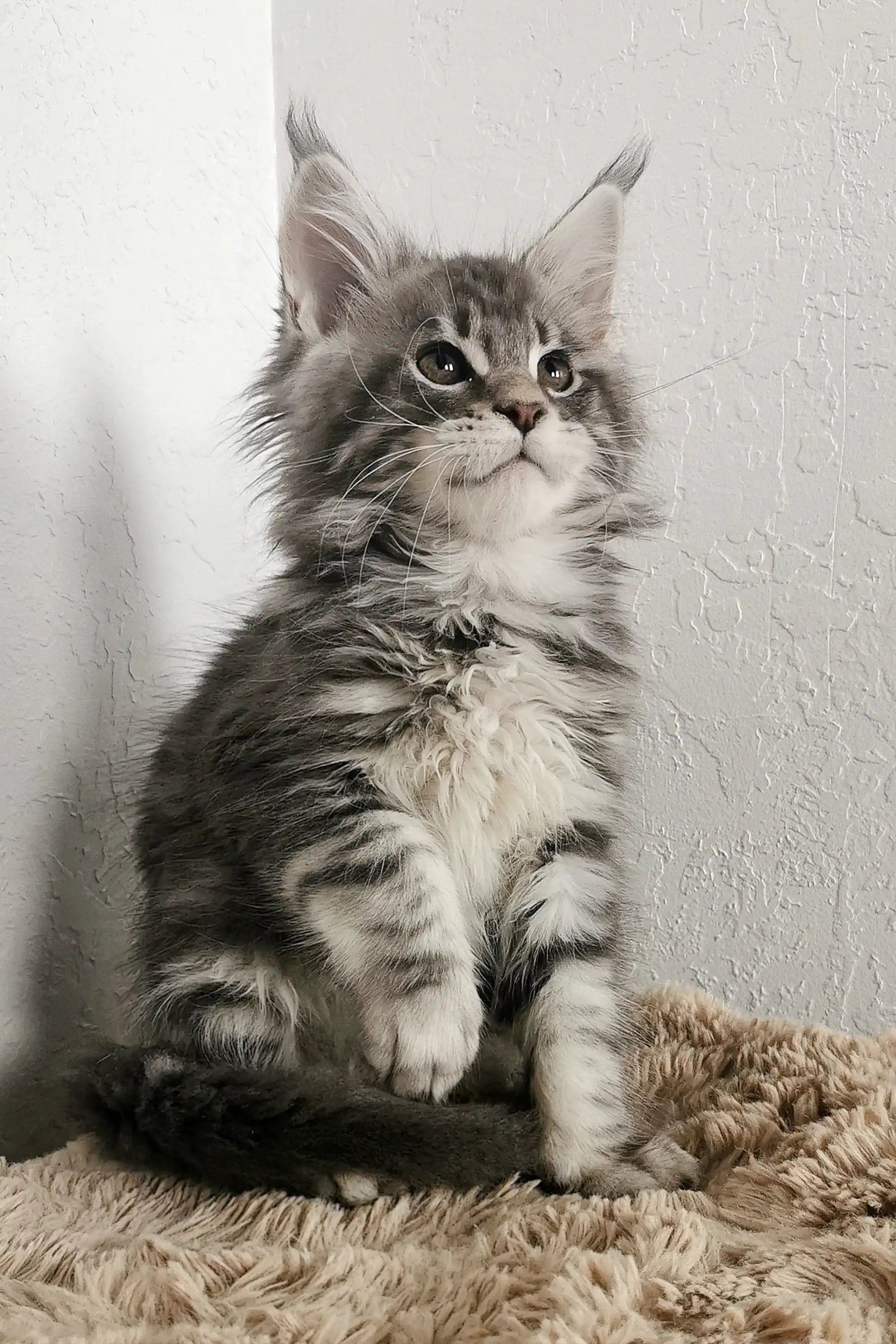 Maine Coon Kittens for Sale Platosha | Kitten