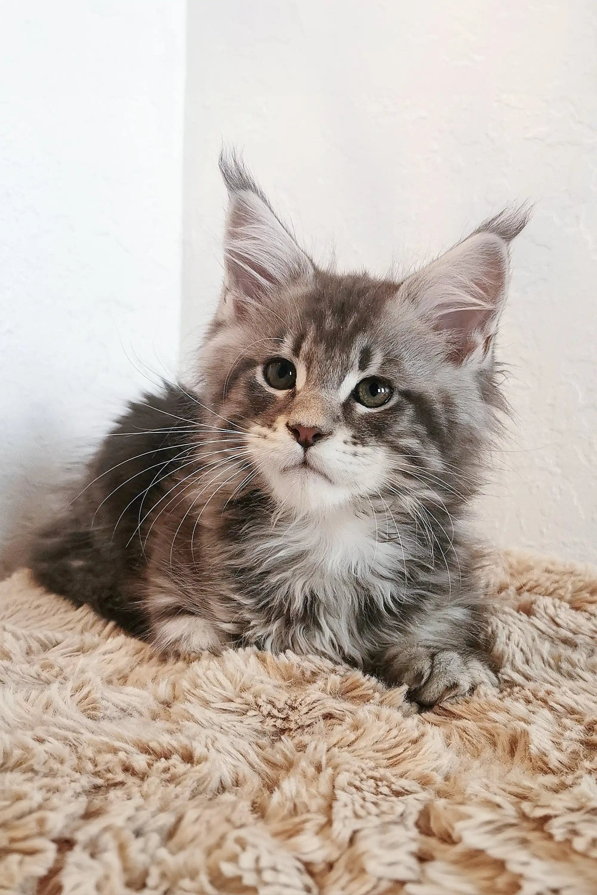Maine Coon Kittens for Sale Platosha | Kitten