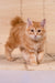 Playboy | kurilian bobtail longhair kitten