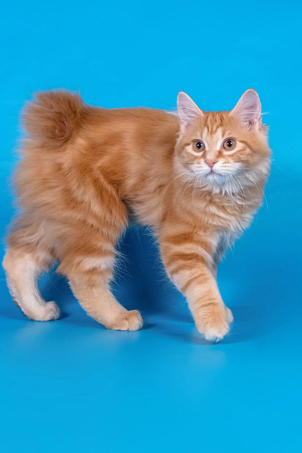 Playboy | kurilian bobtail longhair kitten