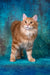 Playboy | kurilian bobtail longhair kitten