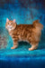 Playboy | kurilian bobtail longhair kitten