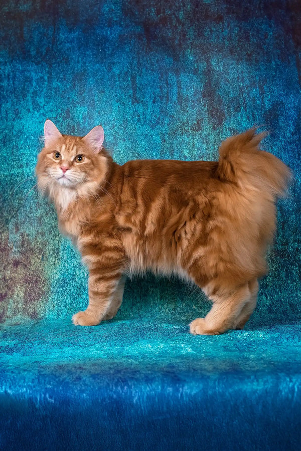 Playboy | kurilian bobtail longhair kitten