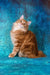 Playboy | kurilian bobtail longhair kitten
