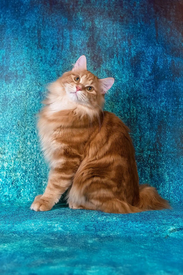 Playboy | kurilian bobtail longhair kitten