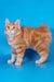 Playboy | kurilian bobtail longhair kitten