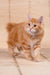 Playboy | kurilian bobtail longhair kitten