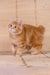 Playboy | kurilian bobtail longhair kitten