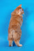 Playboy | kurilian bobtail longhair kitten