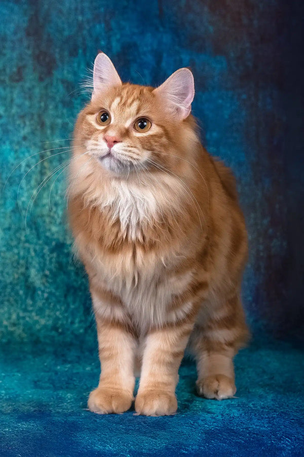 Playboy | kurilian bobtail longhair kitten