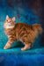Playboy | kurilian bobtail longhair kitten