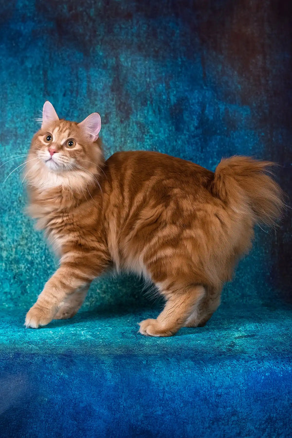 Haired Cat Bushy Tailed Cat Breeds Meet Playboy A Kurilian Bobtail