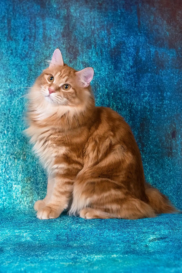 Playboy | kurilian bobtail longhair kitten