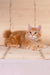 Playboy | kurilian bobtail longhair kitten