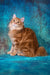 Playboy | kurilian bobtail longhair kitten