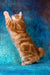 Playboy | kurilian bobtail longhair kitten