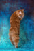 Playboy | kurilian bobtail longhair kitten