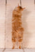 Playboy | kurilian bobtail longhair kitten