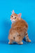 Playboy | kurilian bobtail longhair kitten