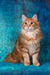 Playboy | kurilian bobtail longhair kitten