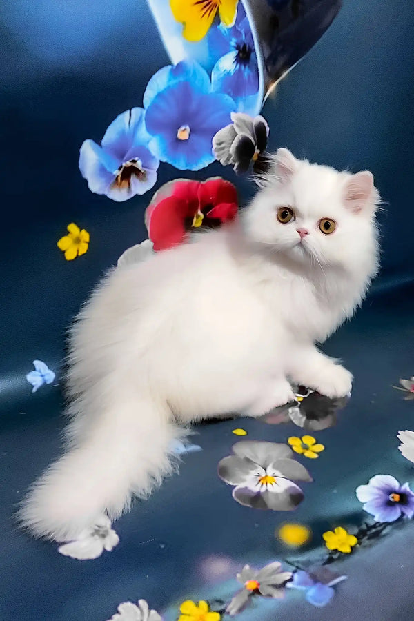 Plombir | persian kitten
