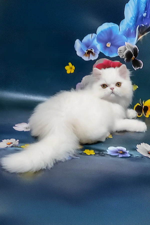 Plombir | persian kitten