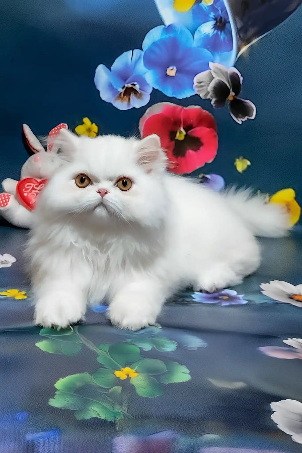 Plombir | persian kitten