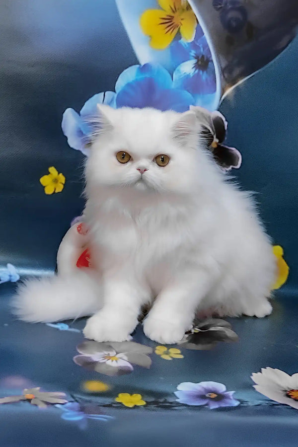 Plombir | persian kitten