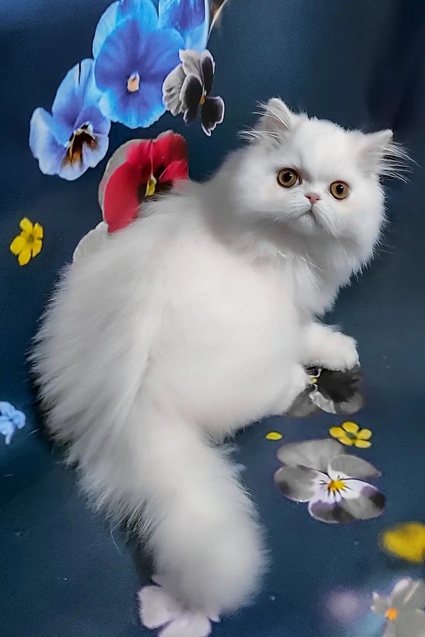 Plombir | persian kitten