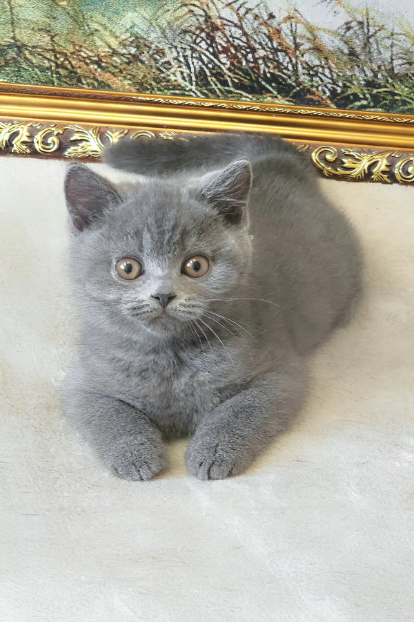 Gray British Shorthair kitten plush toy for cuddly cuteness and snuggly vibes