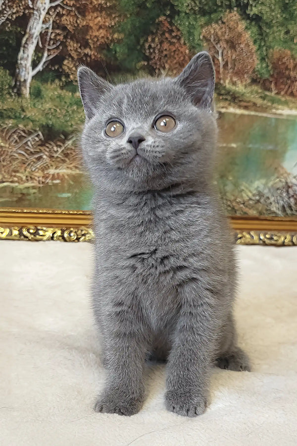 Gray British Shorthair kitten plush toy perfect for cat lovers and cozy cuddles
