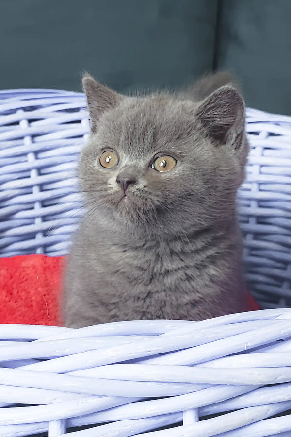 Gray British Shorthair kitten snuggled in a cozy basket for plush comfort