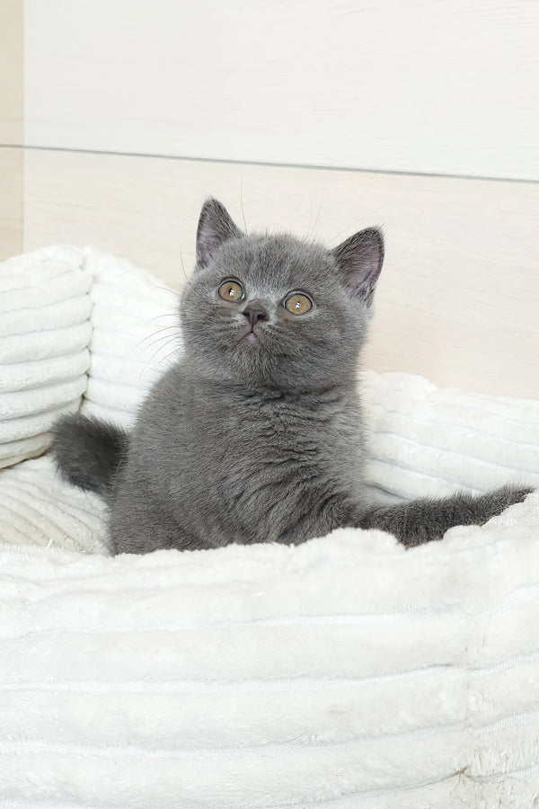 Gray British Shorthair kitten with outstretched paws in a plush toy design