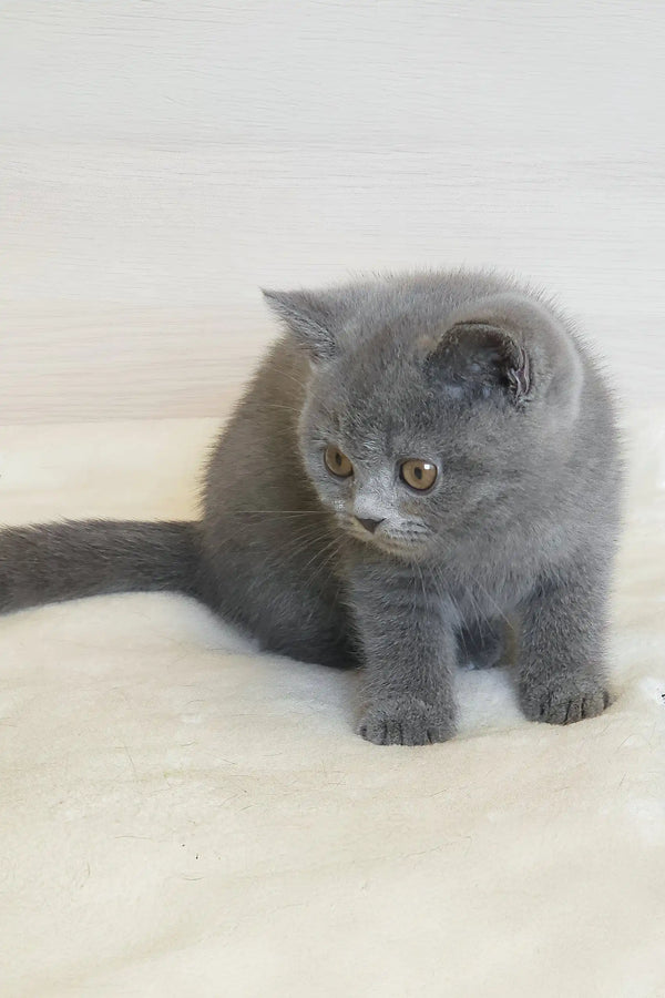 Gray British Shorthair kitten plush toy with a cute round face. Perfect for cuddles!