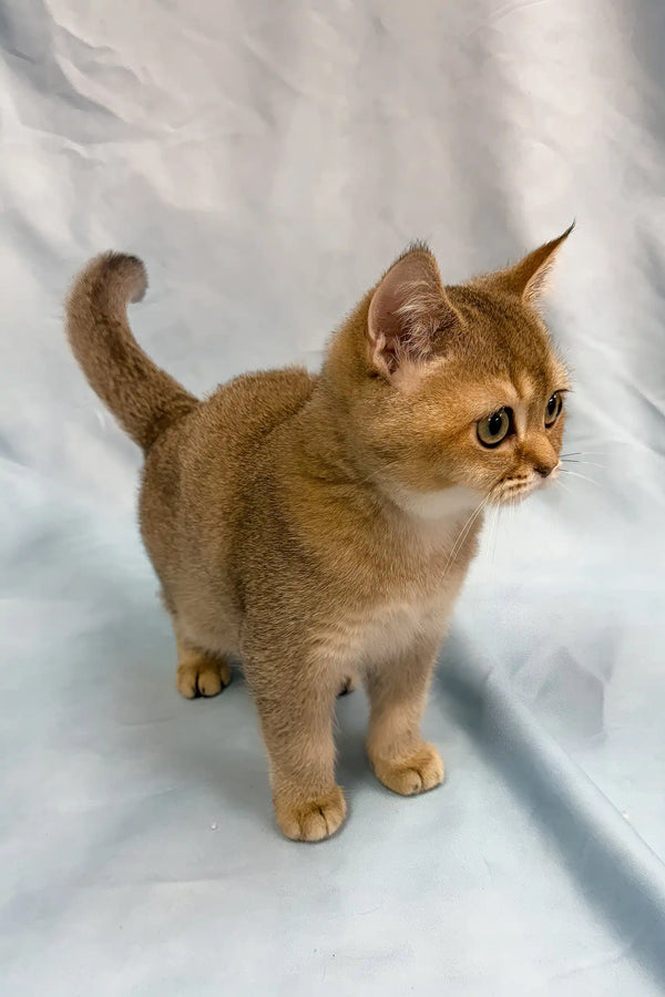 Plushik | british shorthair kitten